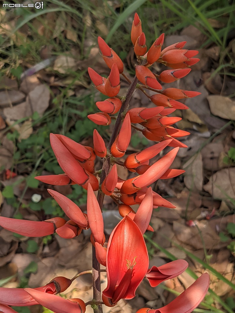 大葉合歡+雞冠刺桐 台南市歸仁區運動公園 04/20