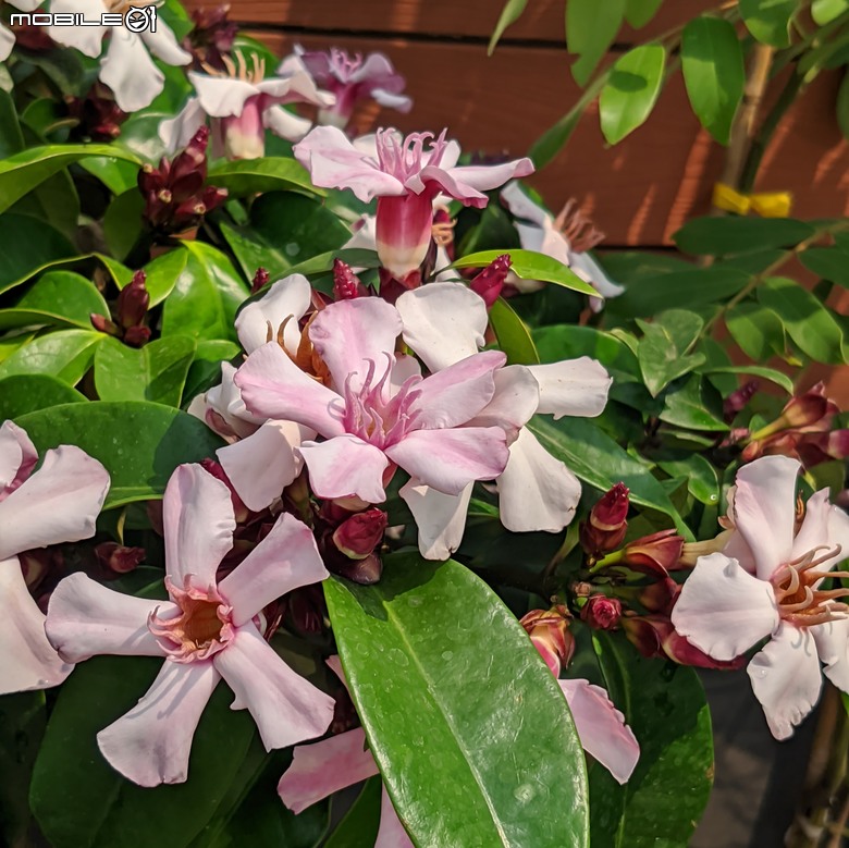 毛旋花+蒲公英+荷包花+隨意草+藍色暮光 台南市歸仁區七甲花卉區 04/14