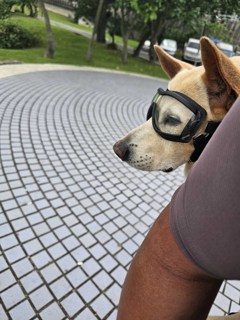 新手想問有載大型犬騎單車單日百公里左右的車友配置