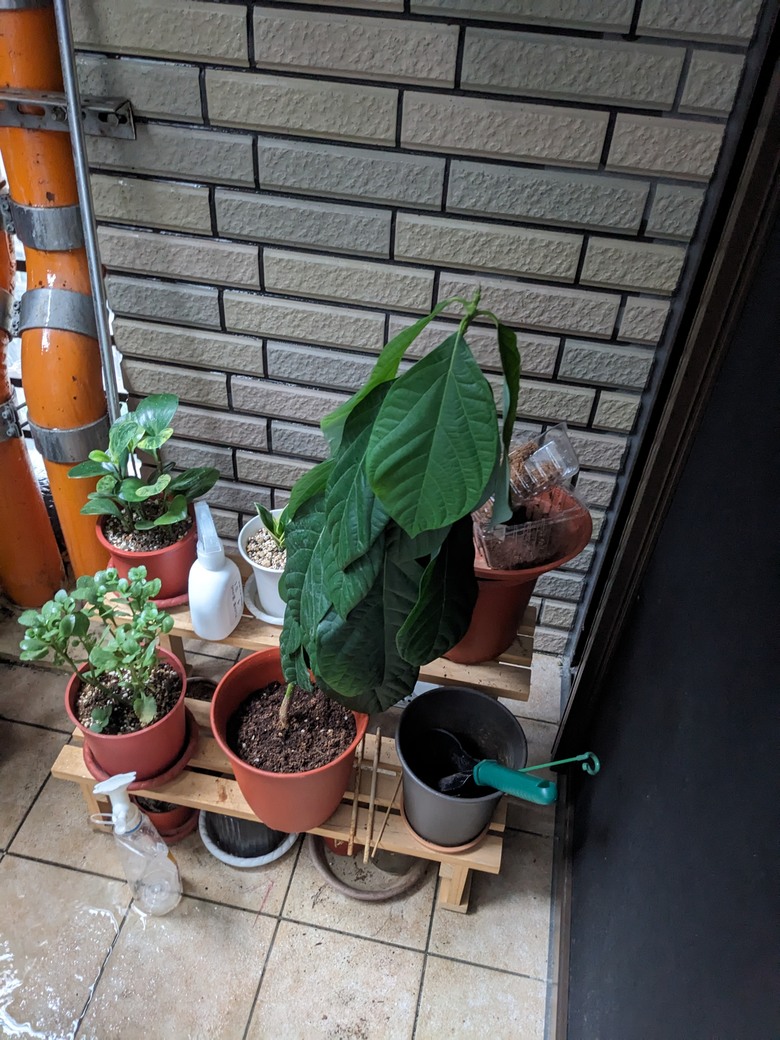 酪梨小樹疑似爛根了，怎麼救？