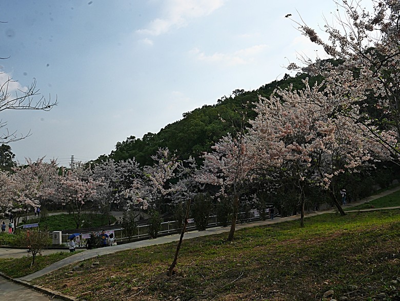 六龜神威天臺山花旗木花海、田寮月世界、美濃警察分駐所、美濃舊橋與溪畔花旗木，還有林家粄條總店美食 — 2024清明連假高雄郊區賞花旗木行旅