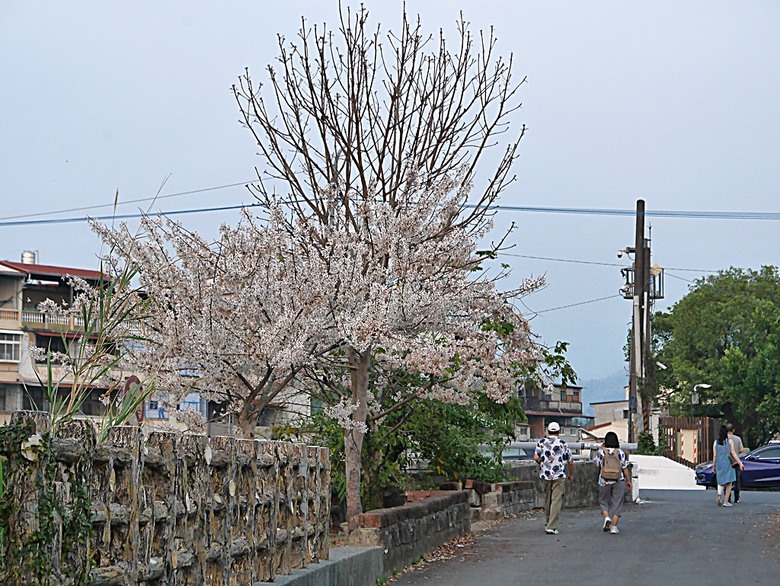 六龜神威天臺山花旗木花海、田寮月世界、美濃警察分駐所、美濃舊橋與溪畔花旗木，還有林家粄條總店美食 — 2024清明連假高雄郊區賞花旗木行旅