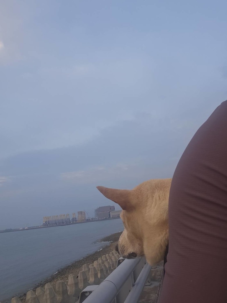 新手想問有載大型犬騎單車單日百公里左右的車友配置