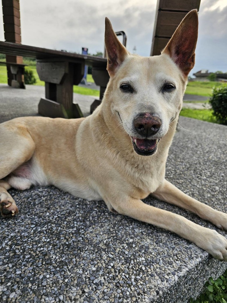 新手想問有載大型犬騎單車單日百公里左右的車友配置