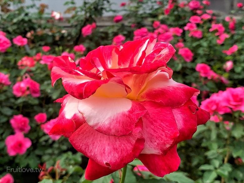 點我看大圖 夢幻玫瑰季登場,還有芬芳的玫瑰胖胖霜淇淋,玫瑰洗面慕斯