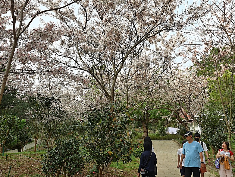 六龜神威天臺山花旗木花海、田寮月世界、美濃警察分駐所、美濃舊橋與溪畔花旗木，還有林家粄條總店美食 — 2024清明連假高雄郊區賞花旗木行旅