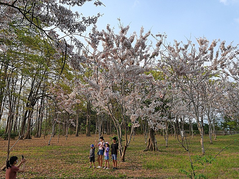 六龜神威天臺山花旗木花海、田寮月世界、美濃警察分駐所、美濃舊橋與溪畔花旗木，還有林家粄條總店美食 — 2024清明連假高雄郊區賞花旗木行旅