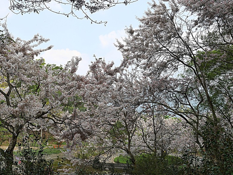 六龜神威天臺山花旗木花海、田寮月世界、美濃警察分駐所、美濃舊橋與溪畔花旗木，還有林家粄條總店美食 — 2024清明連假高雄郊區賞花旗木行旅