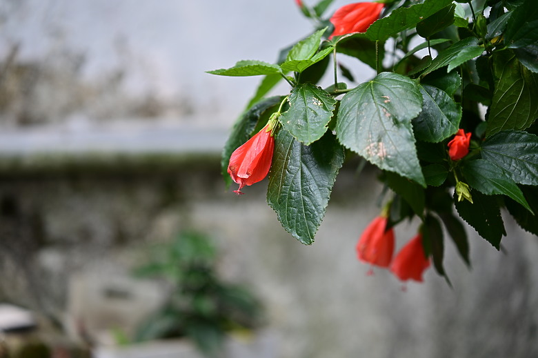 Tamron 28-75mm F/2.8 Di III VXD G2（A063）評測｜Z-mount 生力軍、高性價比副廠鏡皇！