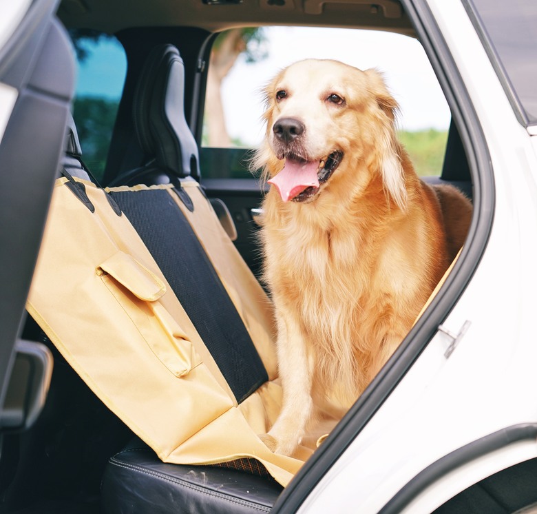 VOLVO 露營新品開箱，與小孩和毛孩的愜意午後✨