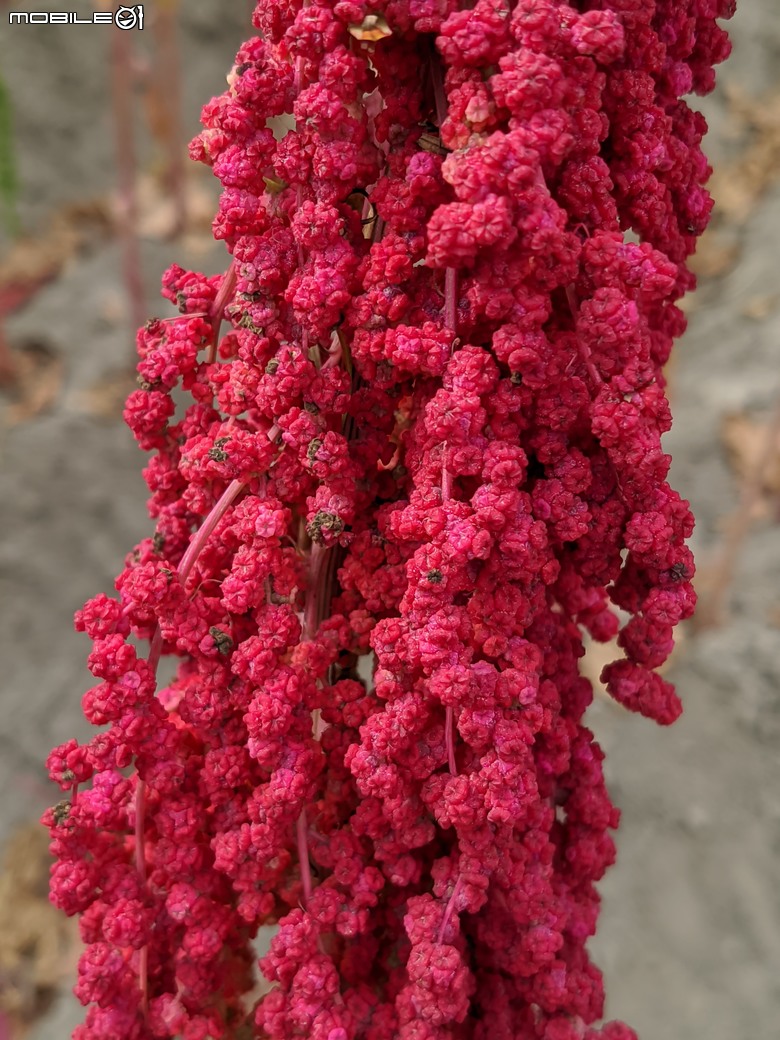 花旗木+薊罌粟+紅藜 台南市西港區金沙里新寮 03/30