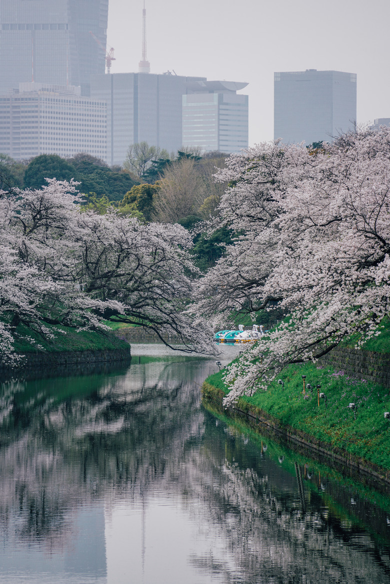 2024 東京四天三夜賞櫻快閃之旅