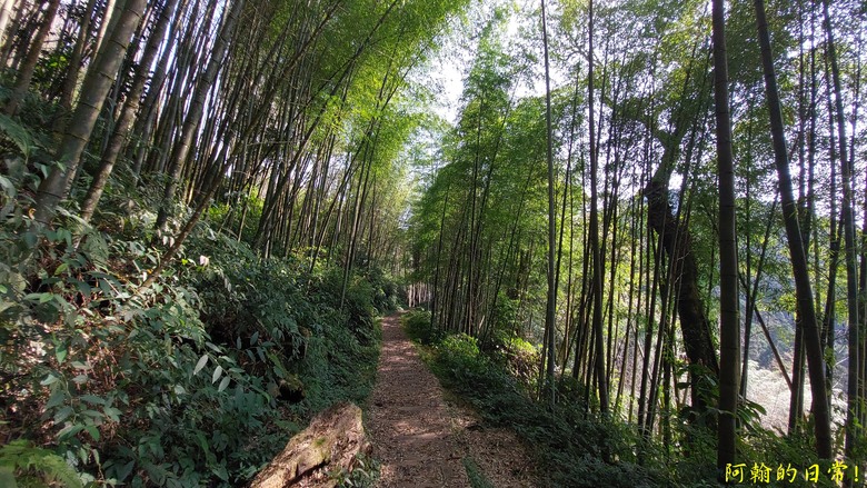 奮起湖的小百岳國家森林步道 大凍山