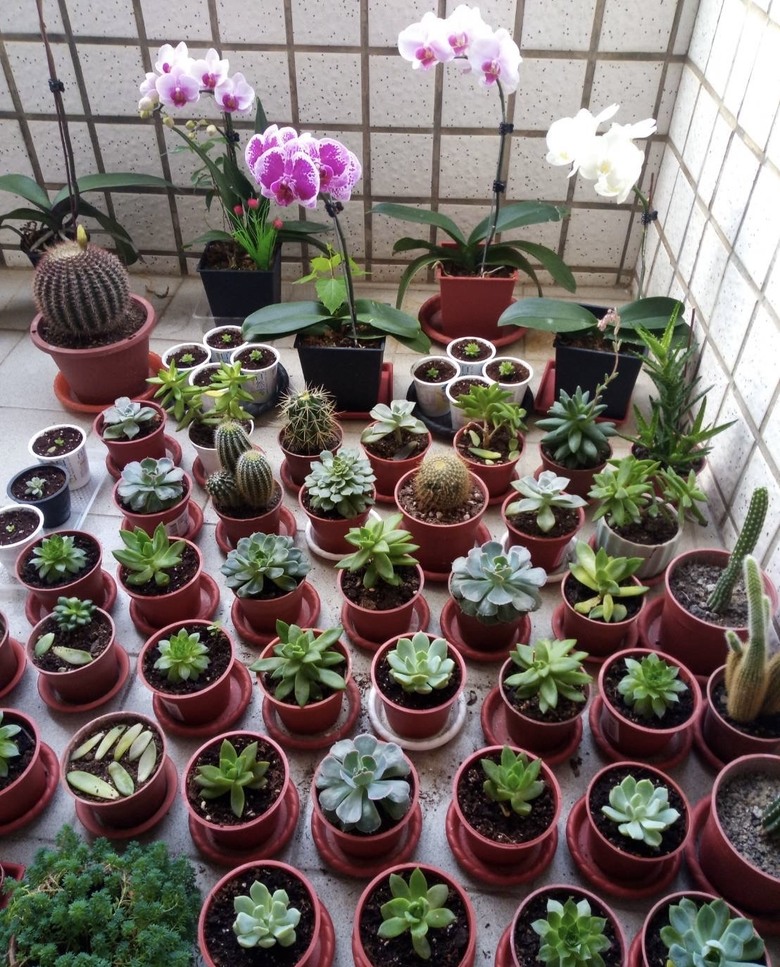 #請益 關於烏日的第一植物屆市集