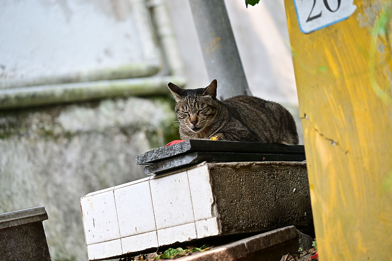 Tamron 28-75mm F/2.8 Di III VXD G2（A063）評測｜Z-mount 生力軍、高性價比副廠鏡皇！