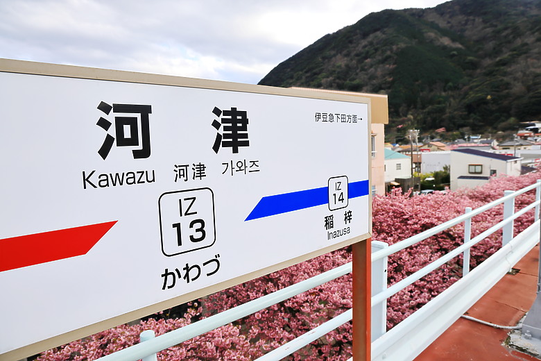 (映像旅行) 到伊豆半島賞河津櫻、看水豚君泡溫泉in日本熱海、伊東、河津 feat. Canon EOS R6 Mark II