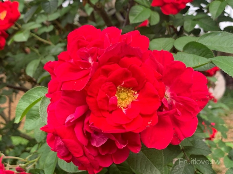 點我看大圖 夢幻玫瑰季登場,還有芬芳的玫瑰胖胖霜淇淋,玫瑰洗面慕斯