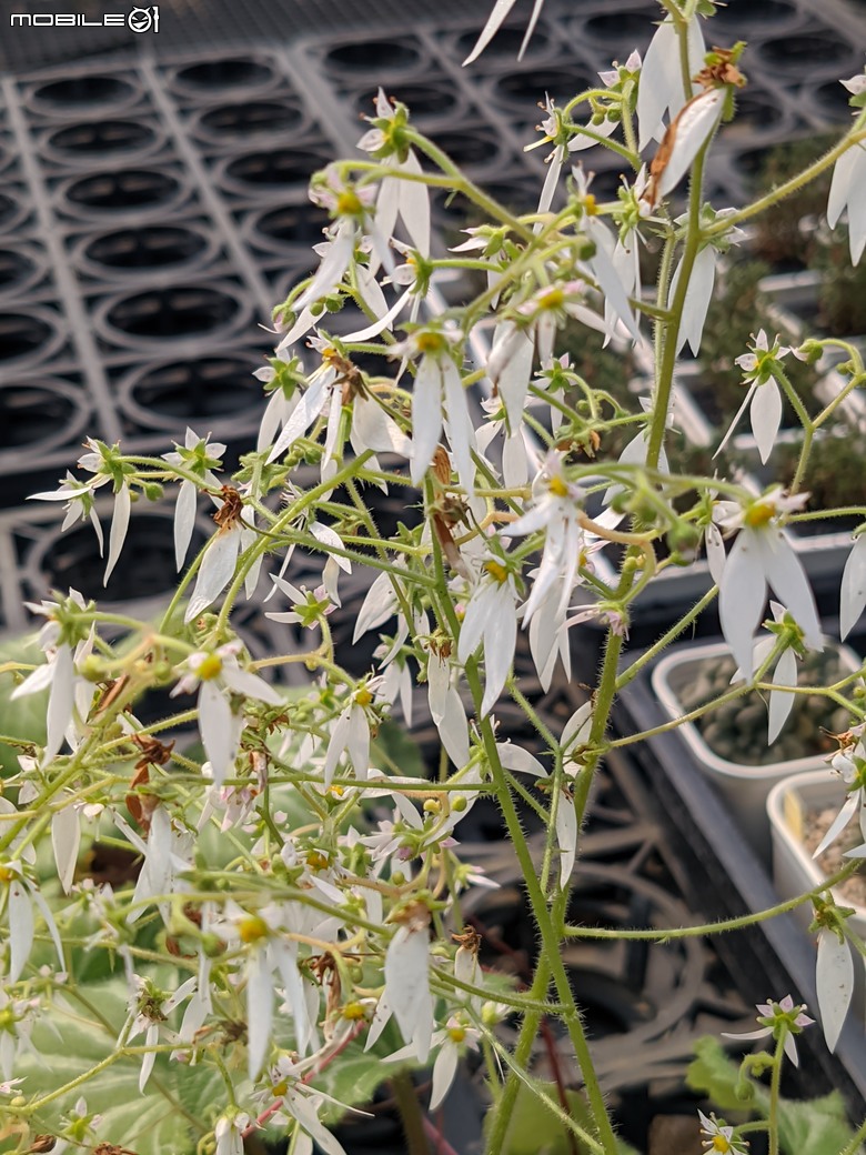 台南市佳里區興化里台19路旁 綠樹多肉植栽園 04/13