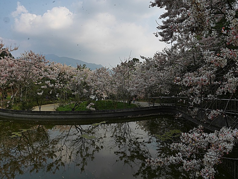 六龜神威天臺山花旗木花海、田寮月世界、美濃警察分駐所、美濃舊橋與溪畔花旗木，還有林家粄條總店美食 — 2024清明連假高雄郊區賞花旗木行旅