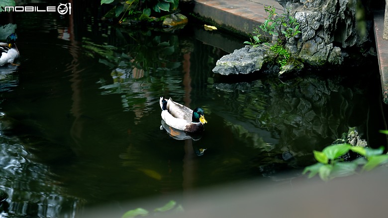 嶺南名園之首-順德大良清暉園