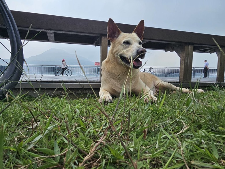 新手想問有載大型犬騎單車單日百公里左右的車友配置