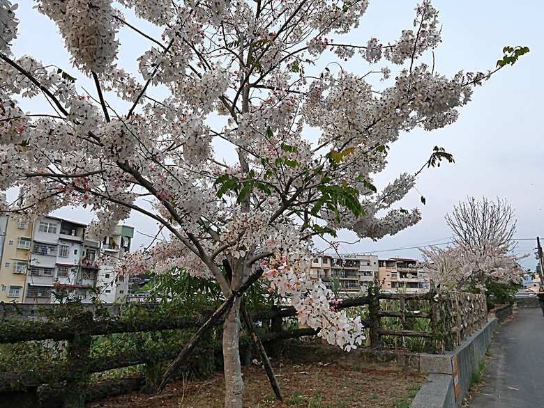 六龜神威天臺山花旗木花海、田寮月世界、美濃警察分駐所、美濃舊橋與溪畔花旗木，還有林家粄條總店美食 — 2024清明連假高雄郊區賞花旗木行旅