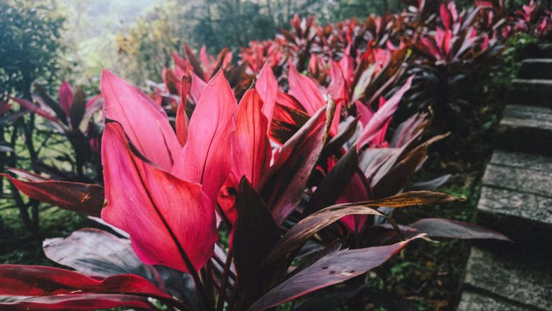 沿途林相優美！ 台北大縱走第六段-中華科大到麟光站