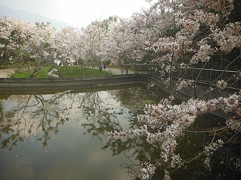 六龜神威天臺山花旗木花海、田寮月世界、美濃警察分駐所、美濃舊橋與溪畔花旗木，還有林家粄條總店美食 — 2024清明連假高雄郊區賞花旗木行旅