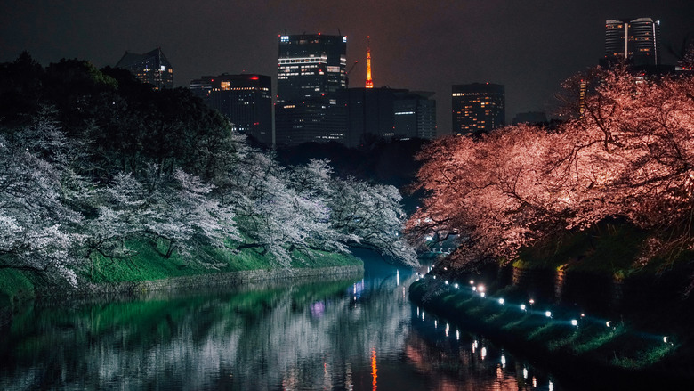 2024 東京四天三夜賞櫻快閃之旅