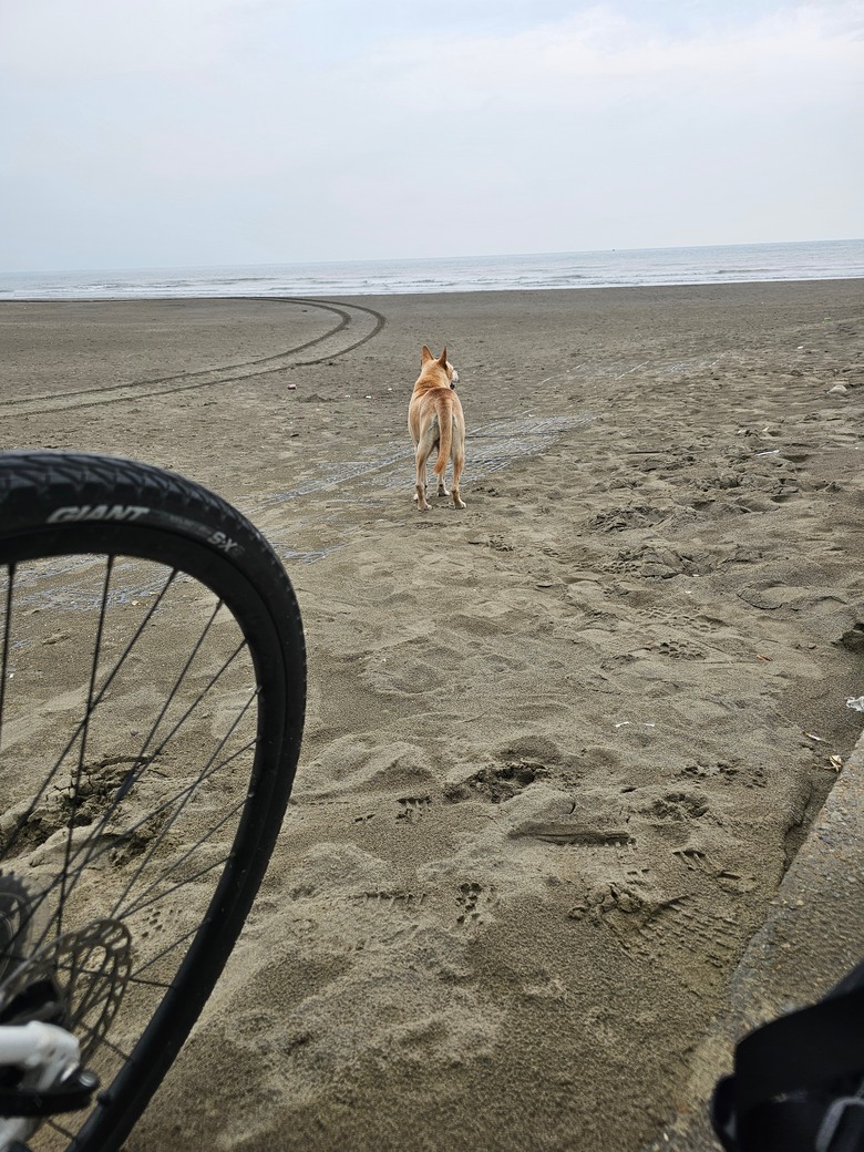 新手想問有載大型犬騎單車單日百公里左右的車友配置