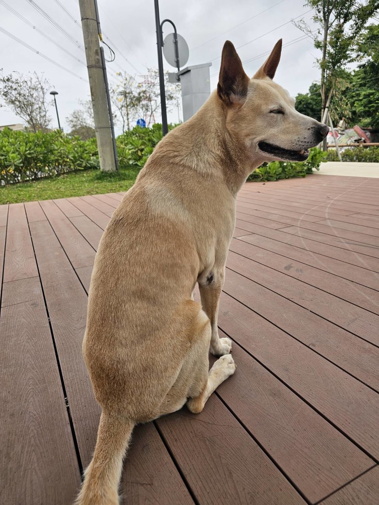 新手想問有載大型犬騎單車單日百公里左右的車友配置