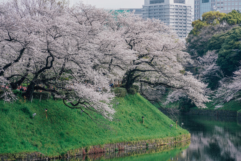 2024 東京四天三夜賞櫻快閃之旅