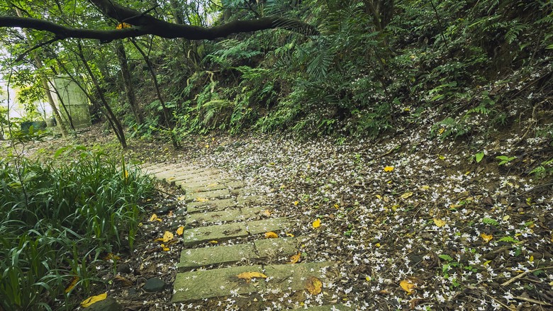 2024土城桐花祭【天上山列縱走】南勢角站→南勢角山→天上山→永寧站