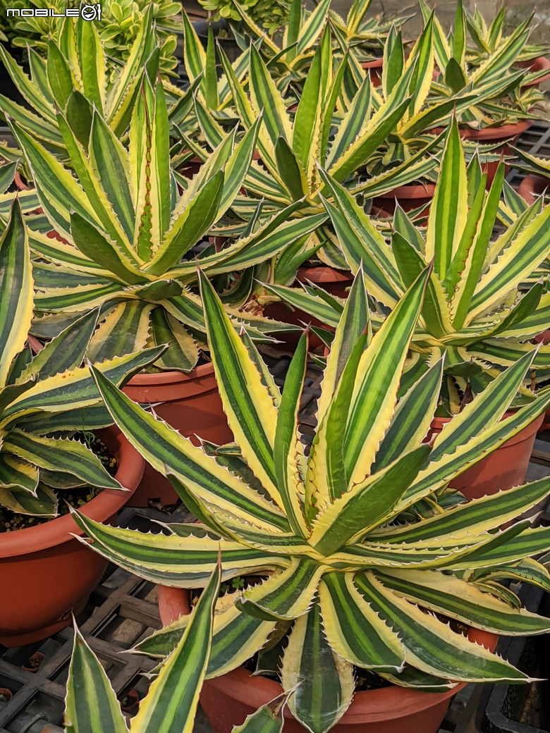 台南市佳里區興化里台19路旁 綠樹多肉植栽園 04/13