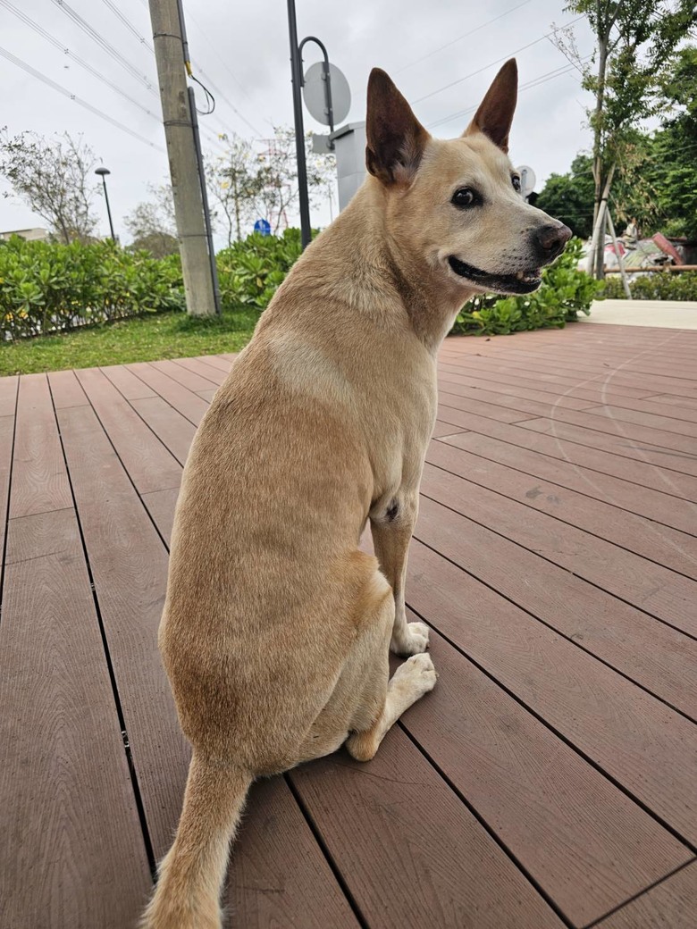 新手想問有載大型犬騎單車單日百公里左右的車友配置