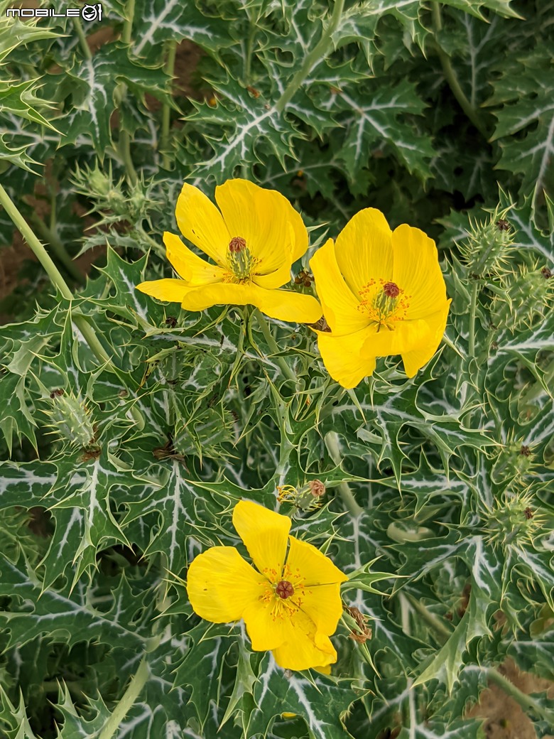 花旗木+薊罌粟+紅藜 台南市西港區金沙里新寮 03/30