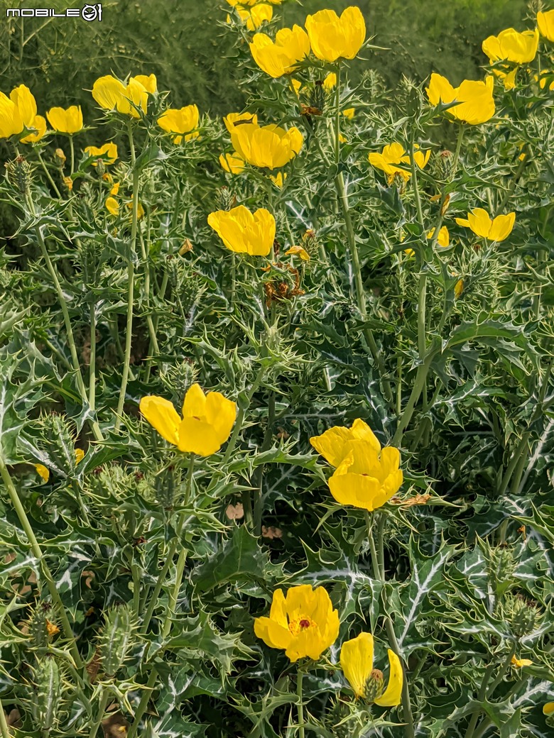 花旗木+薊罌粟+紅藜 台南市西港區金沙里新寮 03/30