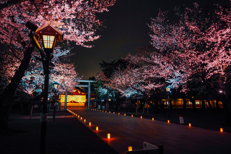 2024 東京四天三夜賞櫻快閃之旅