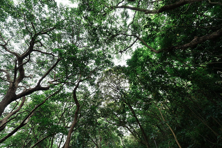 點我看大圖 Sony FE 16-25mm f/2.8 G 評測報告|G Lens 出頭天、畫質比肩 GM 鏡的超廣角誕生!