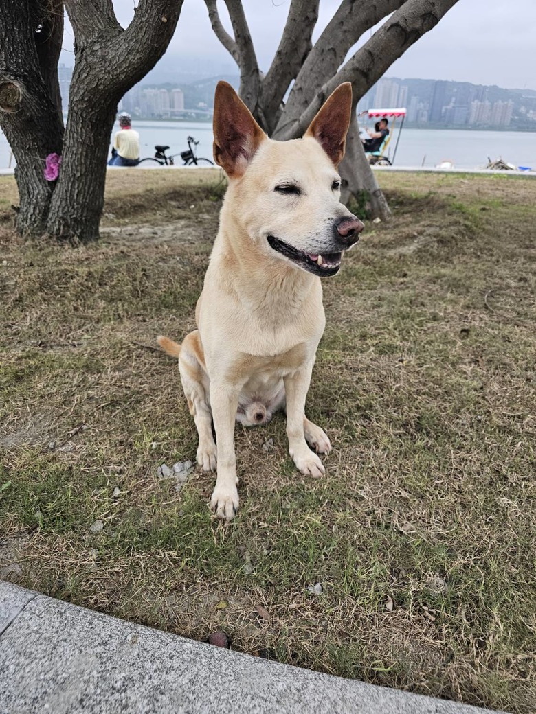 新手想問有載大型犬騎單車單日百公里左右的車友配置