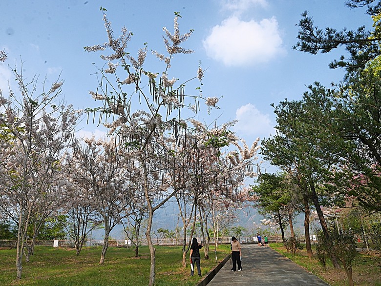 六龜神威天臺山花旗木花海、田寮月世界、美濃警察分駐所、美濃舊橋與溪畔花旗木，還有林家粄條總店美食 — 2024清明連假高雄郊區賞花旗木行旅