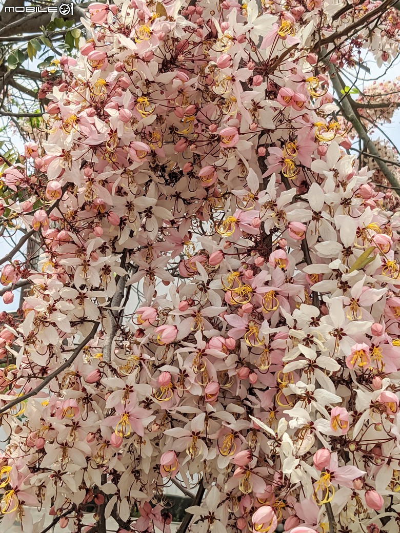 花旗木+薊罌粟+紅藜 台南市西港區金沙里新寮 03/30