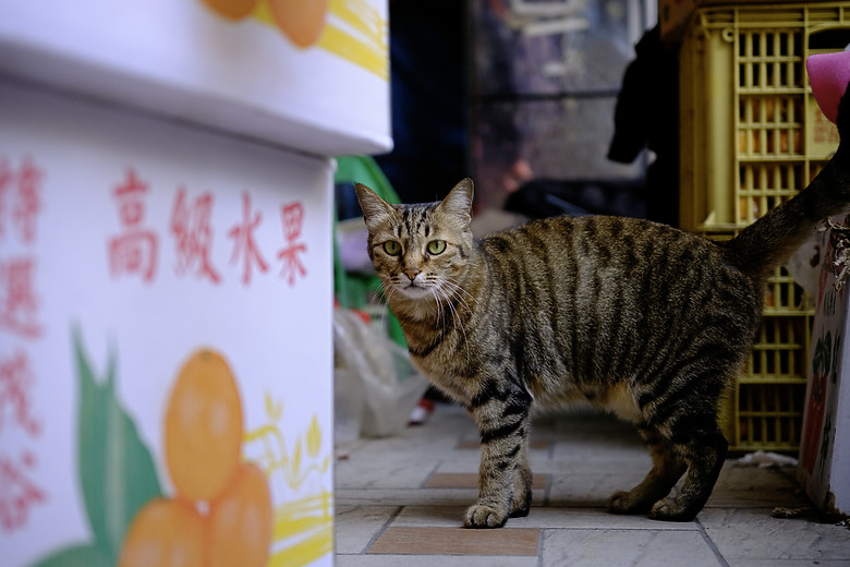 久違的台灣 《Fujifilm X-T5, 23&56 2代》