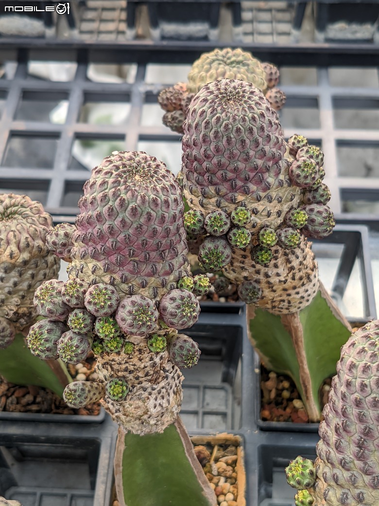 台南市佳里區興化里台19路旁 綠樹多肉植栽園 04/13