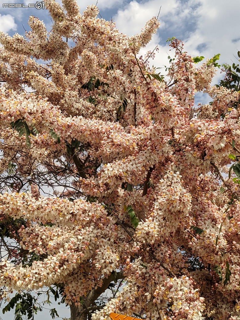 花旗木+薊罌粟+紅藜 台南市西港區金沙里新寮 03/30