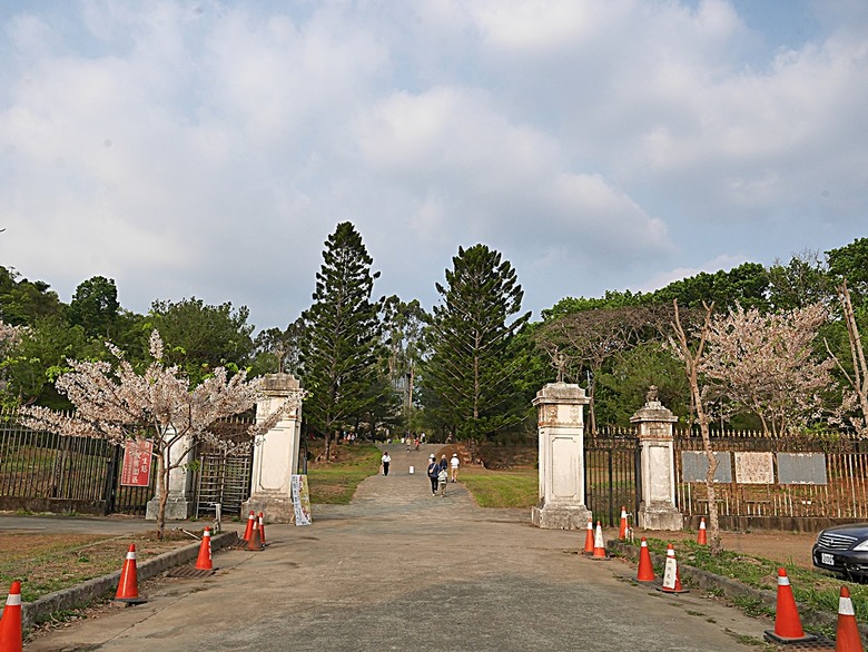 六龜神威天臺山花旗木花海、田寮月世界、美濃警察分駐所、美濃舊橋與溪畔花旗木，還有林家粄條總店美食 — 2024清明連假高雄郊區賞花旗木行旅