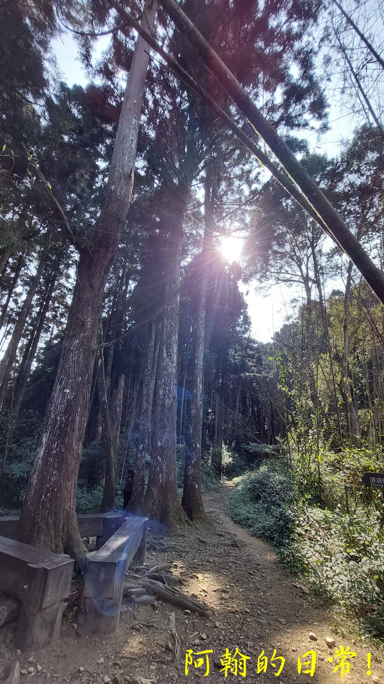 奮起湖的小百岳國家森林步道 大凍山