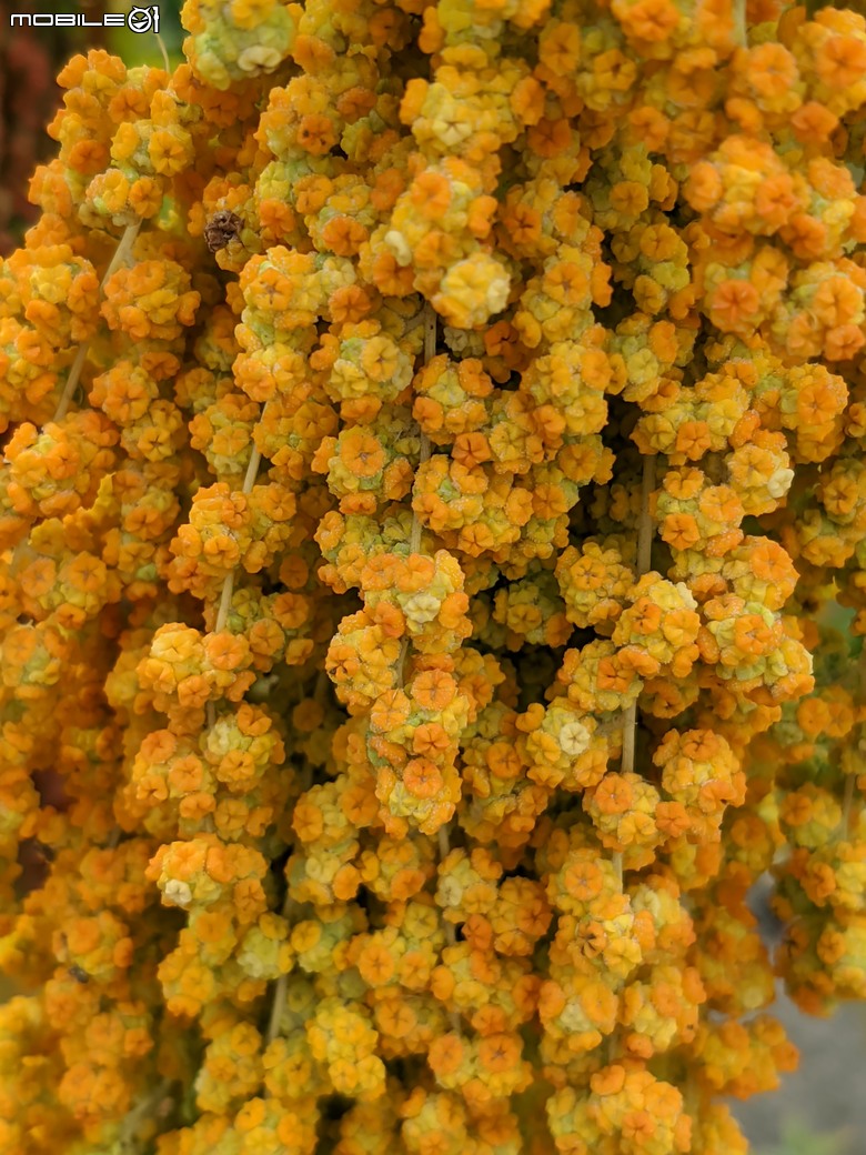 花旗木+薊罌粟+紅藜 台南市西港區金沙里新寮 03/30