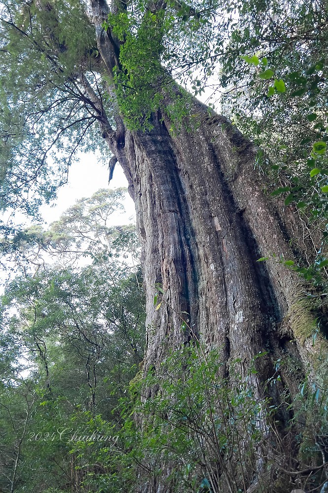 點我看大圖 雲海的故鄉 北大武山 (圖多)