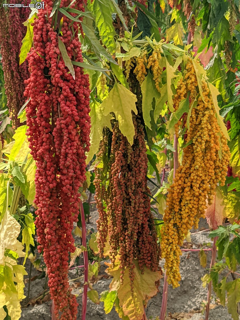 花旗木+薊罌粟+紅藜 台南市西港區金沙里新寮 03/30